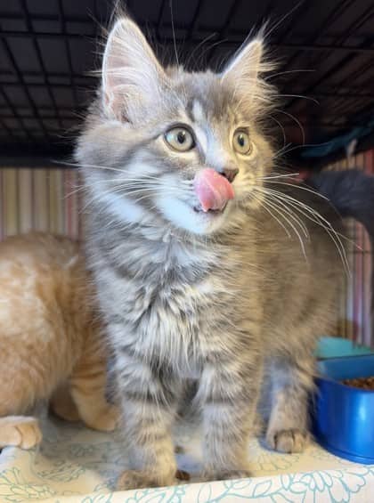 Aston - Domestic Longhair Mix cat available for adoption at Nova Scotia SPCA in Halifax