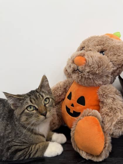 Mandrake - Domestic Shorthair Mix cat available for adoption at Nova Scotia SPCA in Halifax