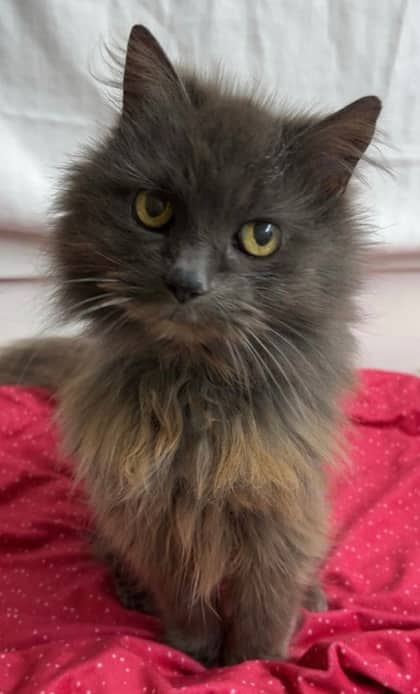 Lizzie - Domestic Longhair Mix cat available for adoption at Nova Scotia SPCA in Halifax