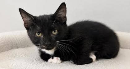 Boots - Domestic Shorthair Mix cat available for adoption at Nova Scotia SPCA in Halifax