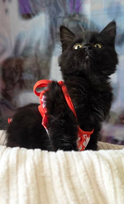 Princess - Domestic Longhair Mix available for adoption