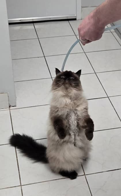 Dolly - Himalayan Mix cat available for adoption at Nova Scotia SPCA in Halifax