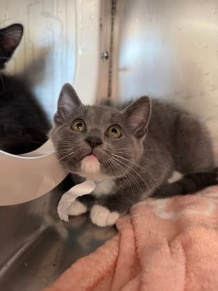Sophie - Domestic Shorthair Mix cat available for adoption at Nova Scotia SPCA in Halifax