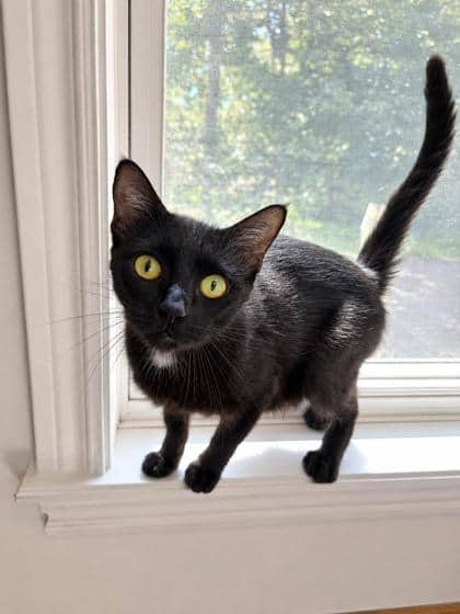 Bagheera - Domestic Shorthair Mix cat available for adoption in Nova Scotia