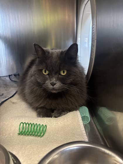 Kikka *bonded to Nino - British Shorthair Mix cat available for adoption at Nova Scotia SPCA in Halifax