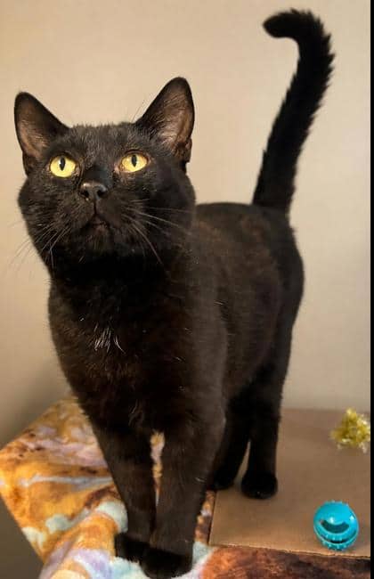 Finnigan - Domestic Shorthair Mix available for adoption