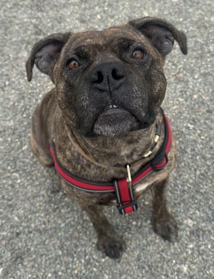 Luna - Boxer / Terrier, Pit Bull available for adoption