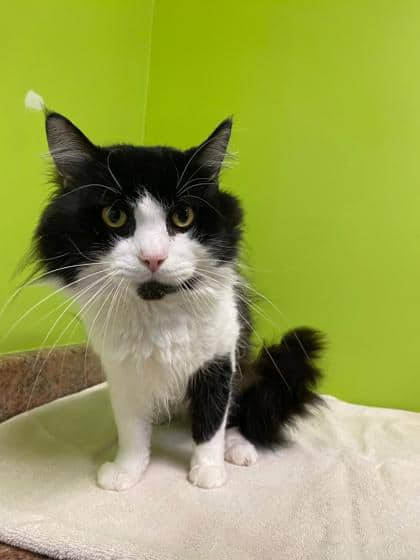 Koa - Domestic Longhair Mix cat available for adoption at Nova Scotia SPCA in Halifax