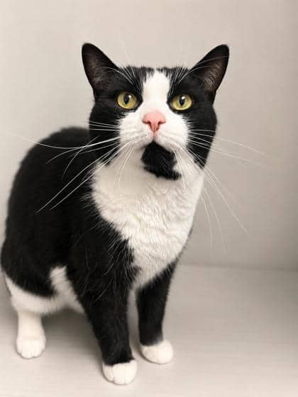 Meko - Domestic Shorthair Mix cat available for adoption at Nova Scotia SPCA in Halifax