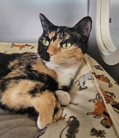 Ruby - Domestic Shorthair Mix cat available for adoption at Nova Scotia SPCA in Halifax