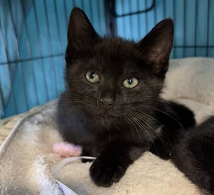 Zayan - Domestic Shorthair Mix available for adoption