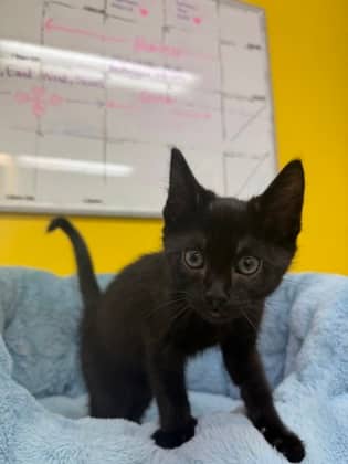 Asteroid - Domestic Shorthair Mix cat available for adoption at Nova Scotia SPCA in Halifax