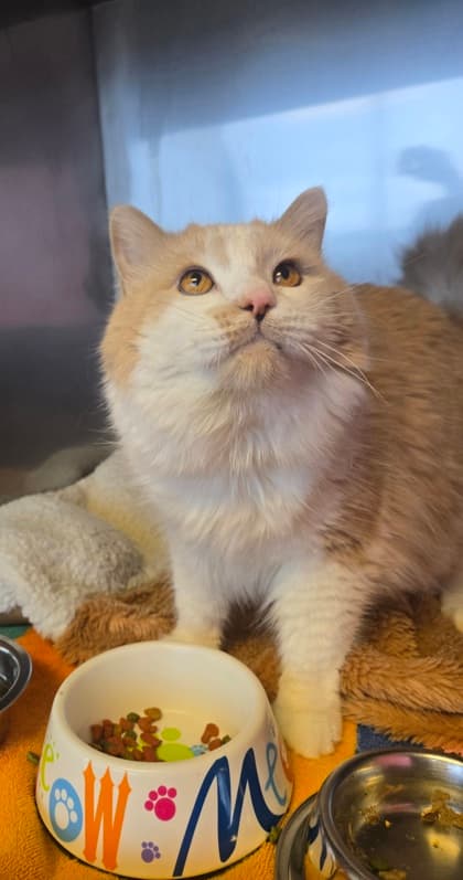 Fern - Domestic Medium Hair Mix available for adoption