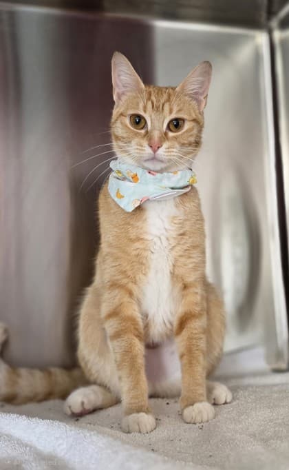 Carmel - Domestic Shorthair Mix available for adoption