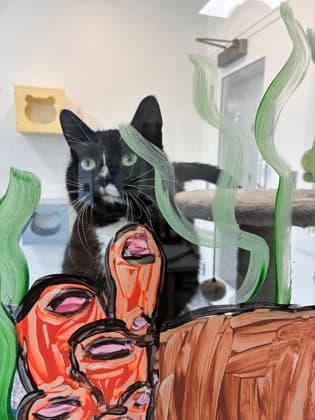 Mitzy - Domestic Shorthair Mix cat available for adoption at Nova Scotia SPCA in Halifax