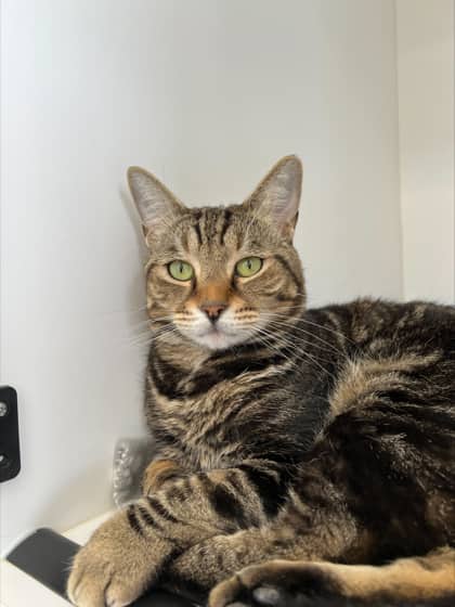 Mr. Herriman - Domestic Shorthair Mix cat available for adoption at Nova Scotia SPCA in Halifax