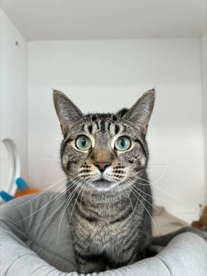 Bean - Domestic Shorthair Mix cat available for adoption at Nova Scotia SPCA in Halifax