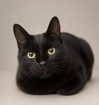Onyx - Domestic Shorthair Mix cat available for adoption at Nova Scotia SPCA in Halifax