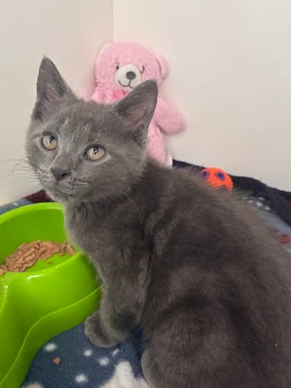 Nod - Domestic Shorthair Mix cat available for adoption in Nova Scotia