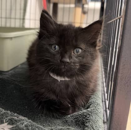 Poe - Domestic Medium Hair Mix cat available for adoption at Nova Scotia SPCA in Halifax