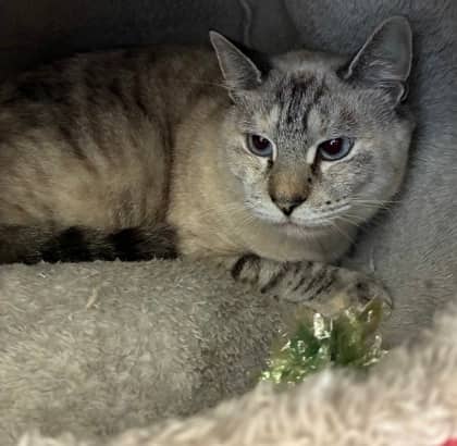 Snowball - Domestic Shorthair Mix cat available for adoption at Nova Scotia SPCA in Halifax