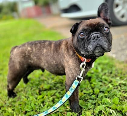 Bramble - Bulldog, French Mix available for adoption in Nova Scotia