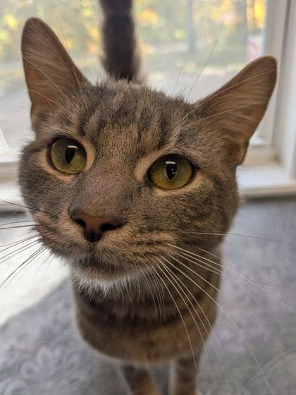 Pinto - Domestic Shorthair Mix cat available for adoption at Nova Scotia SPCA in Halifax