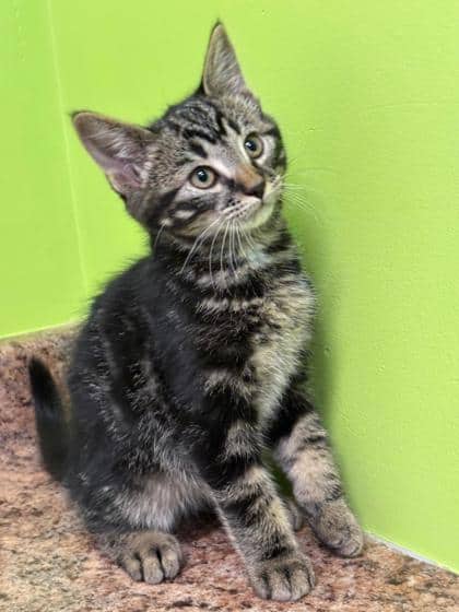 Aero - Domestic Shorthair Mix cat available for adoption at Nova Scotia SPCA in Halifax
