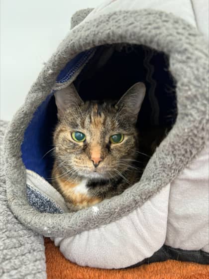 Missy - Domestic Shorthair Mix available for adoption