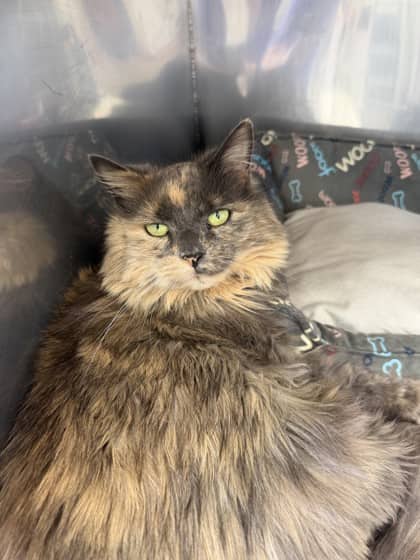 Dandelion - Domestic Longhair Mix available for adoption