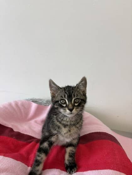 Rotisserie - Domestic Shorthair Mix available for adoption