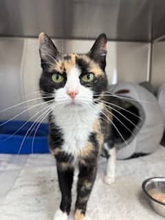 Buttercup - Domestic Shorthair Mix available for adoption
