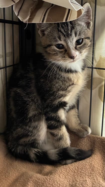Missy - Domestic Medium Hair Mix cat available for adoption in Calgary