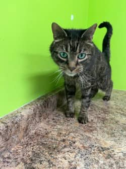 Edward - Domestic Shorthair Mix cat available for adoption at Nova Scotia SPCA in Halifax