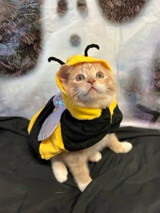 Gunther - Domestic Medium Hair Mix cat available for adoption at Nova Scotia SPCA in Halifax