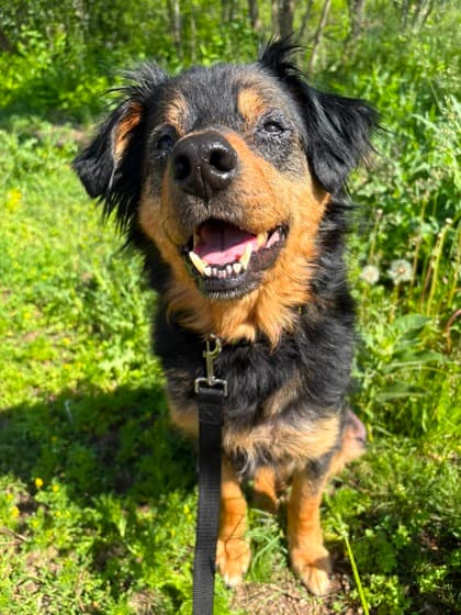 Duke - Retriever, Nova Scotia Duck Tolling / Siberian Husky available for adoption in Calgary