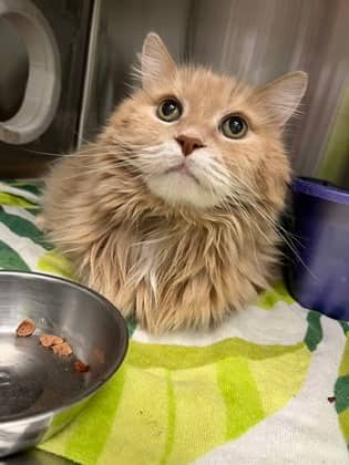 Jake - Domestic Medium Hair Mix cat available for adoption at Nova Scotia SPCA in Halifax