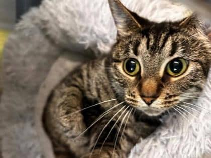 Sniffany - Domestic Shorthair Mix cat available for adoption at Nova Scotia SPCA in Halifax