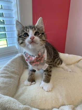 Odyssey - Domestic Medium Hair Mix available for adoption