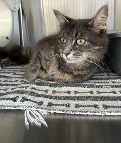 Marlowe - Domestic Medium Hair Mix cat available for adoption at Nova Scotia SPCA in Halifax