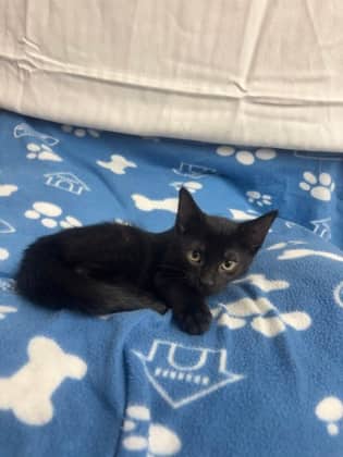Bear - Domestic Shorthair Mix available for adoption