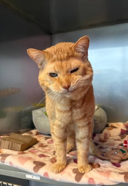 Broccoli - Domestic Shorthair Mix cat available for adoption at Nova Scotia SPCA in Halifax