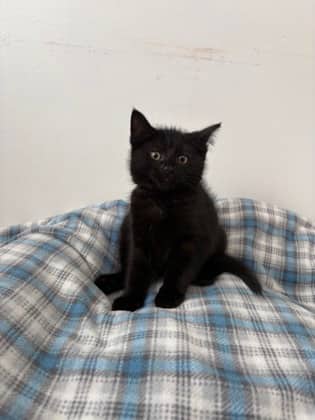 Thing - Domestic Medium Hair Mix available for adoption