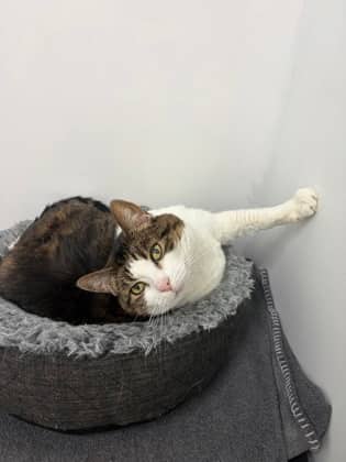 Misty - Domestic Shorthair Mix cat available for adoption at Nova Scotia SPCA in Halifax