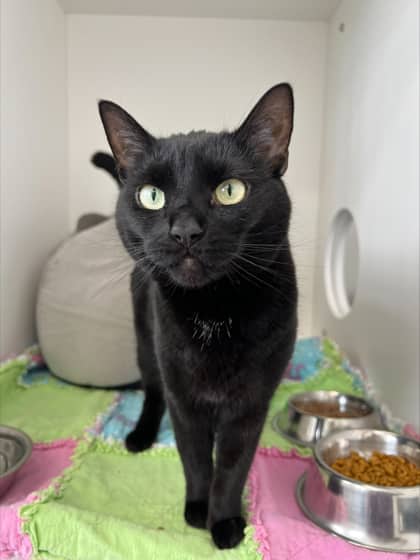 Raven - Domestic Shorthair Mix available for adoption
