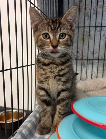 Zinnia - Domestic Shorthair Mix available for adoption