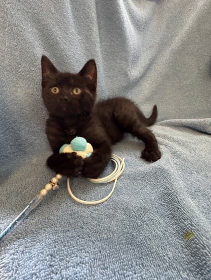 Pope - Domestic Shorthair Mix available for adoption