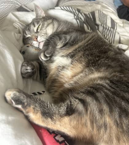 Zoey - Domestic Shorthair Mix cat available for adoption at Nova Scotia SPCA in Halifax