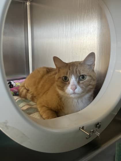 General Sous Chef - Domestic Shorthair Mix cat available for adoption at Nova Scotia SPCA in Halifax