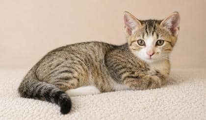 Storm - Domestic Shorthair Mix available for adoption
